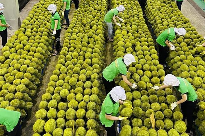 Rau quả xuất khẩu: Hứa hẹn một năm 2023 khởi sắc