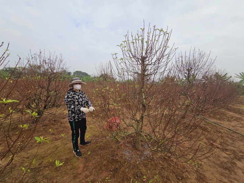Phú Xuyên: Làng hoa, cây cảnh nhộn nhịp trước thềm xuân Giáp Thìn 2024