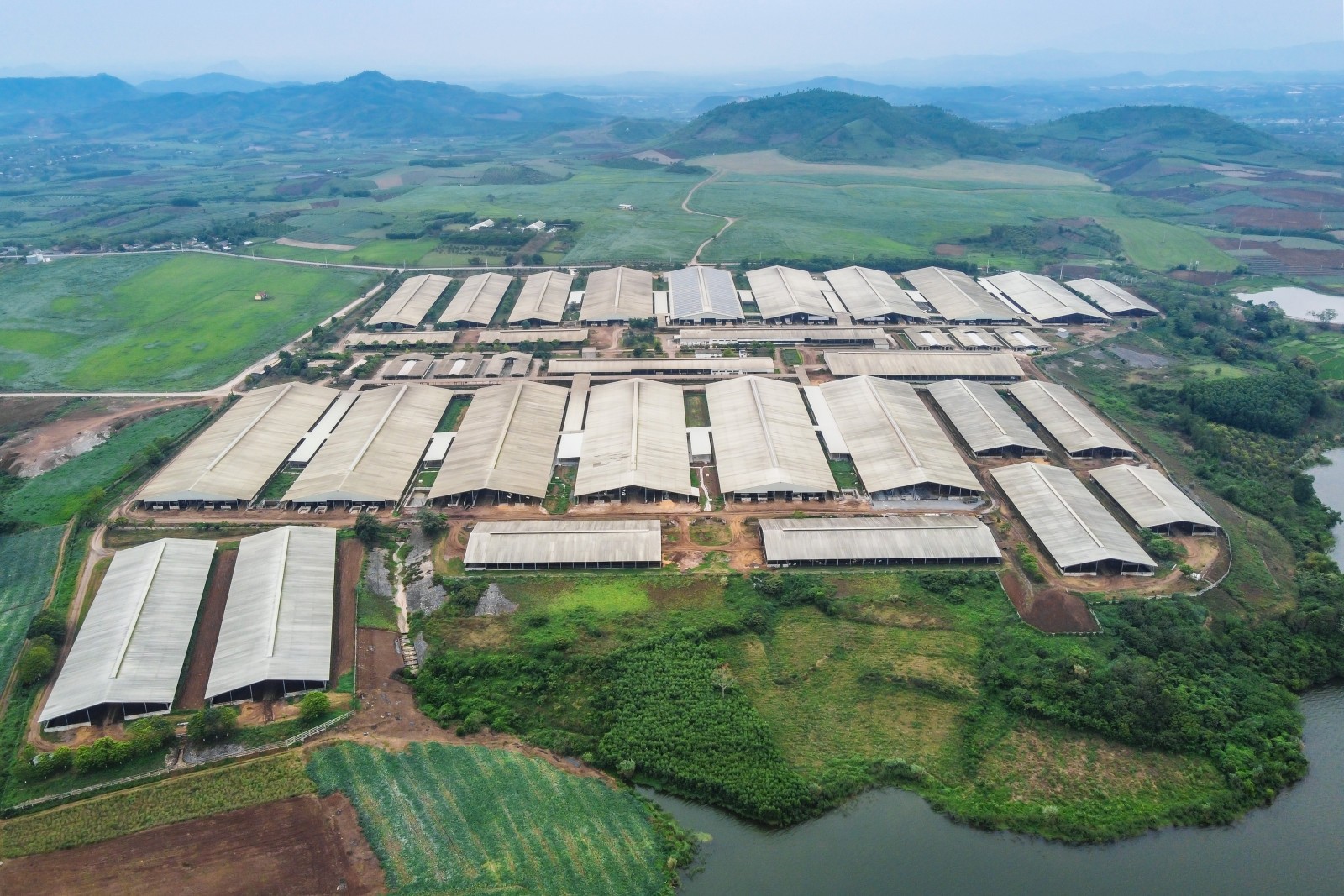 Phú Yên: Quyết định xử phạt Trang trại bò sữa của Tập đoàn TH không có thời hạn khắc phục?